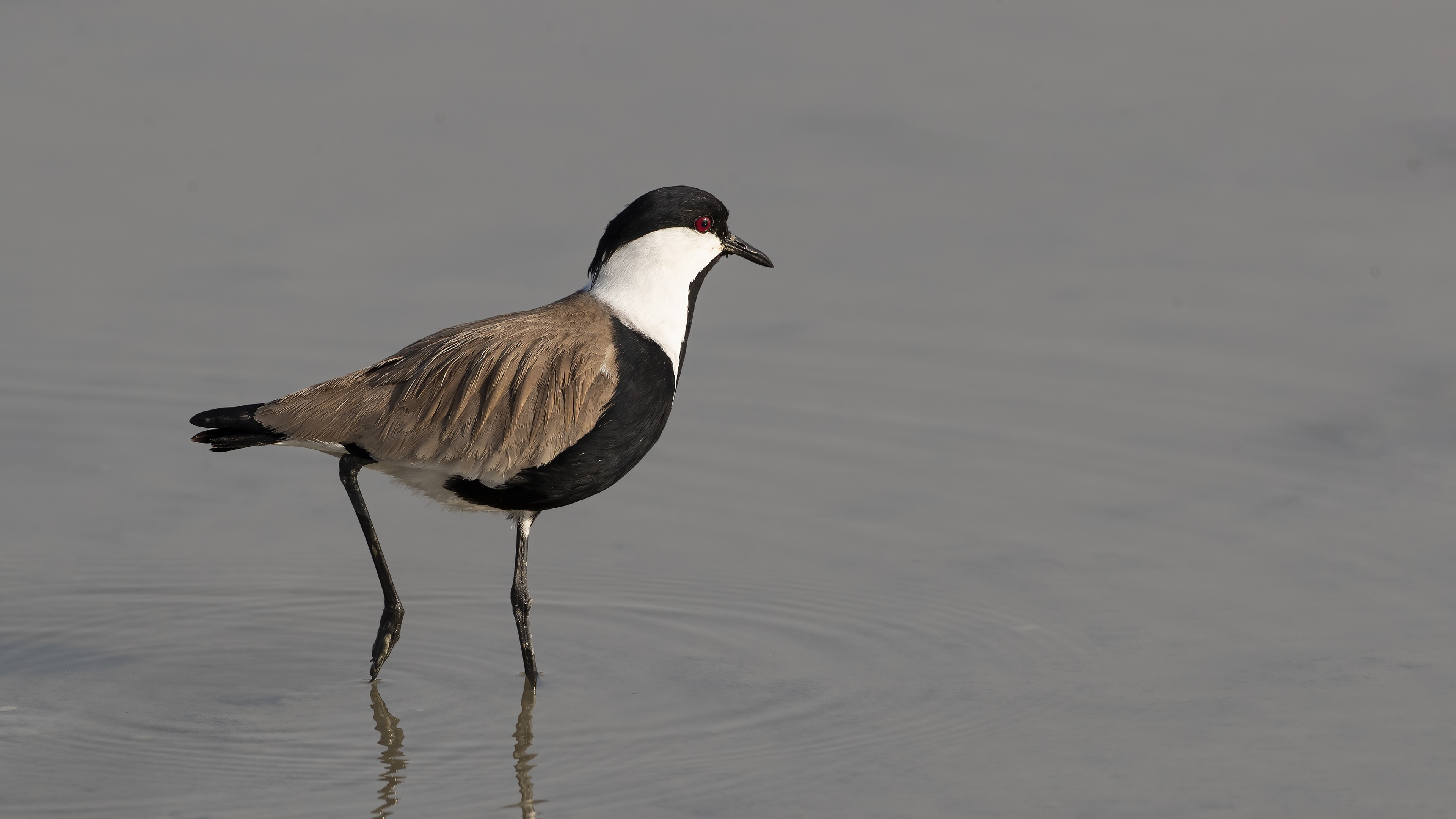 Spur-winged Lapwing